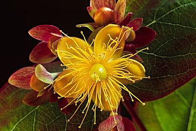 生活模拟游戏《花园小径》将于2023年春季推出